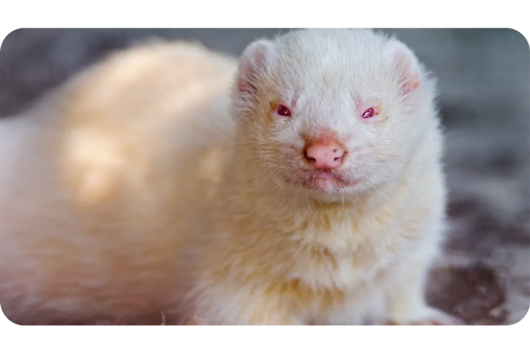 White Ferret / Albino Ferrets Facts, Physical Traits