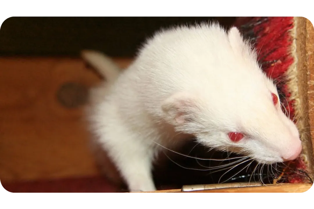 White Ferret / Albino Ferrets Facts, Genetic Basis