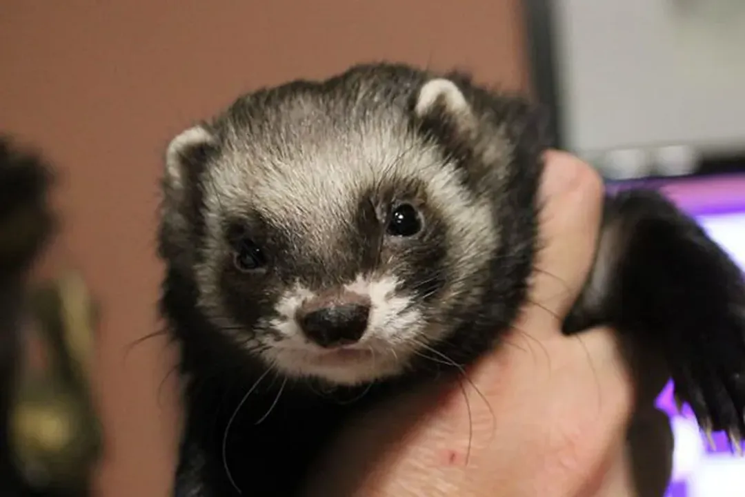 White Ferret / Albino Ferrets Locations, Finding Locations