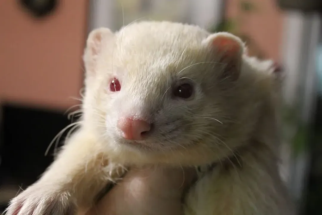 White Ferret / Albino Ferrets Locations, Defining Albinism