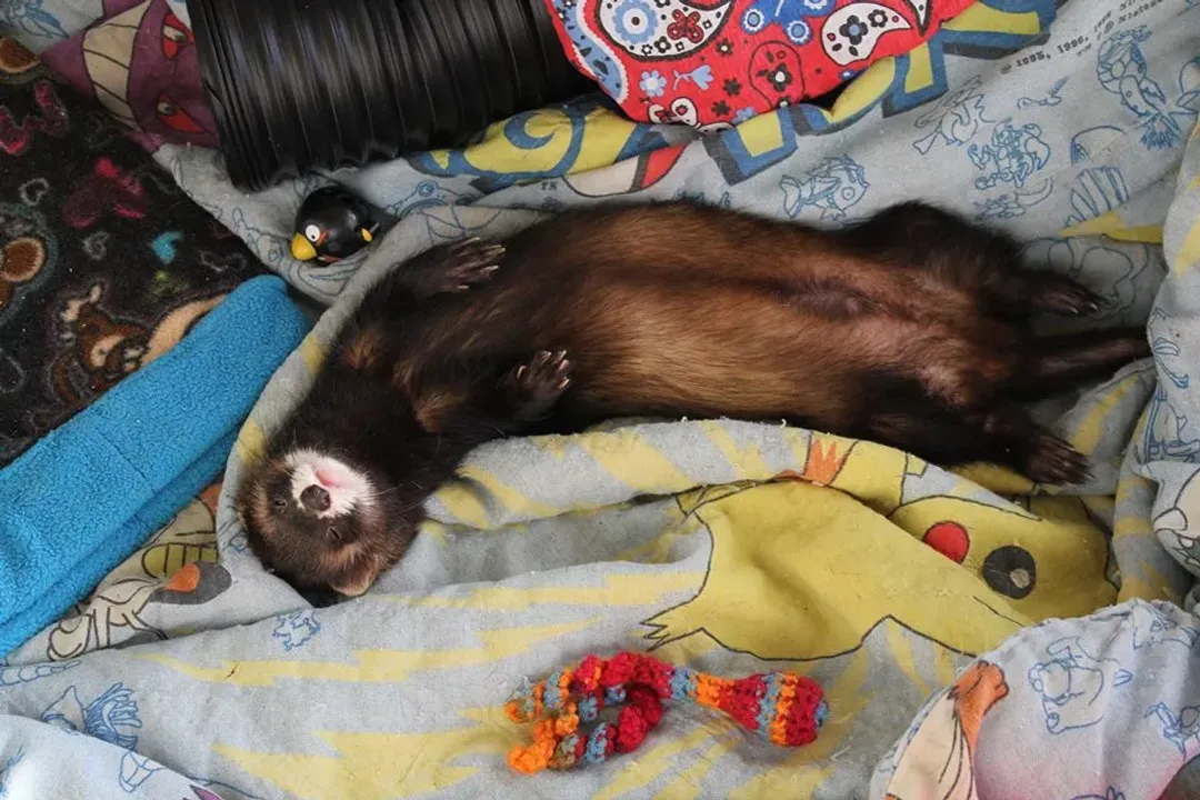 White Ferret / Albino Ferrets Locations, Color Diversity