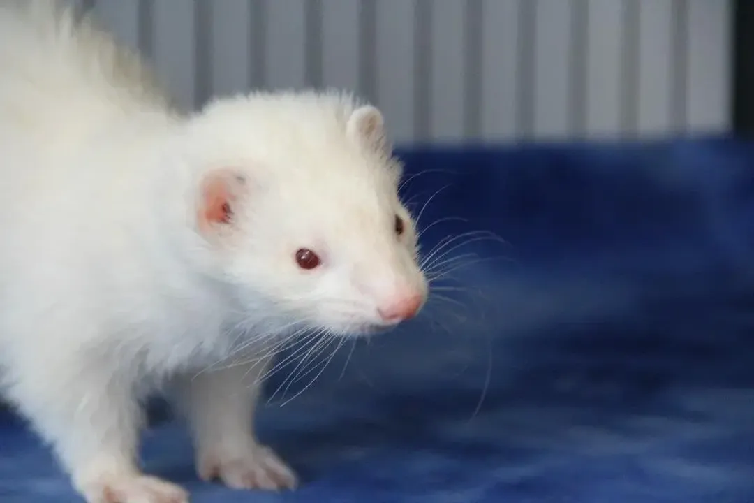 White Ferret / Albino Ferrets Locations, Health Sensitivities