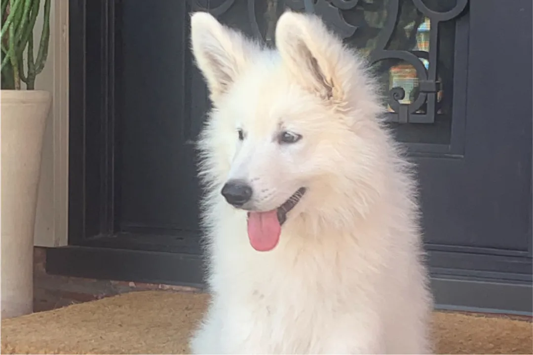 White German Shepherd Evolution