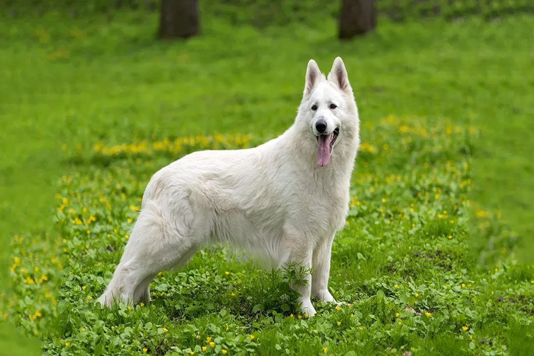White German Shepherd Evolution, Initial Acceptance