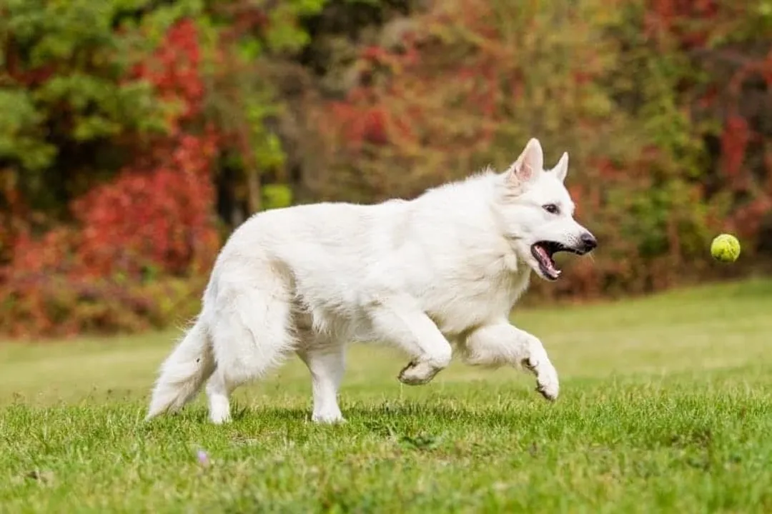White German Shepherd Physical Characteristics, Coat Attributes