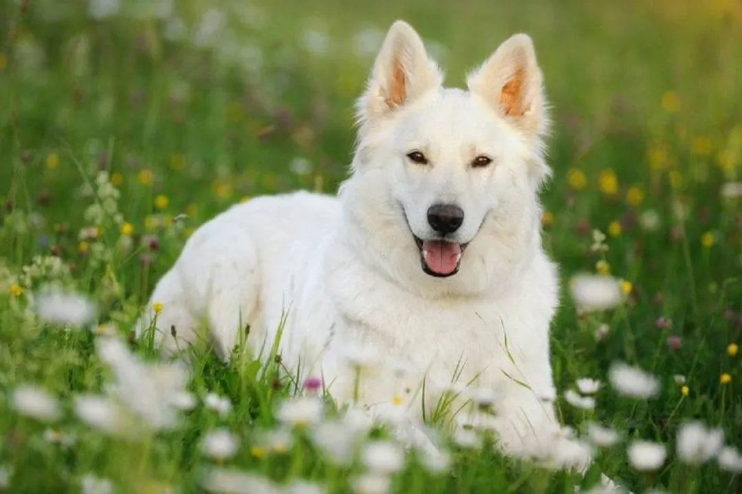 White German Shepherd Physical Characteristics, Cranial Features