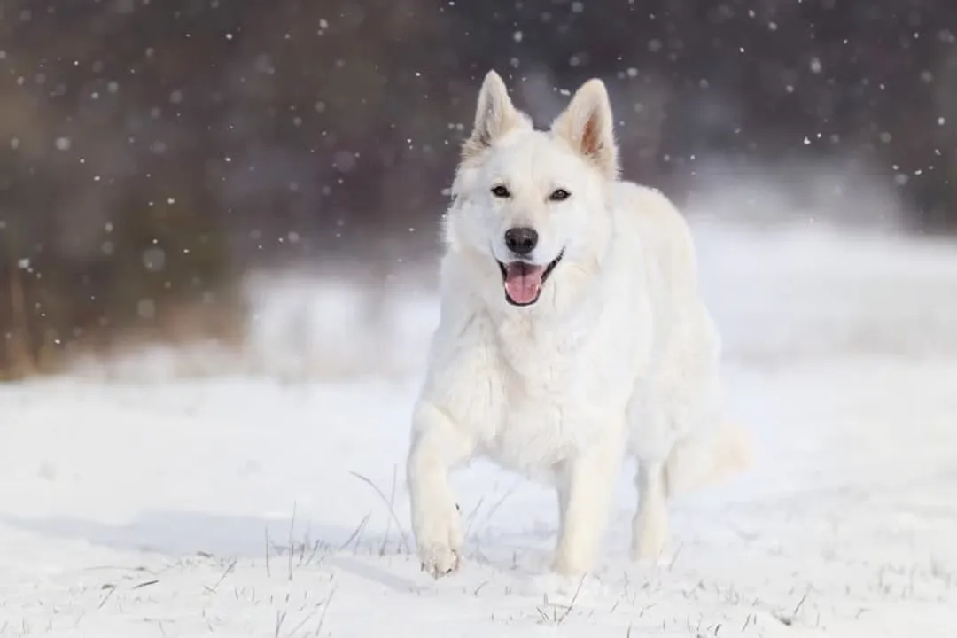 White German Shepherd Physical Characteristics