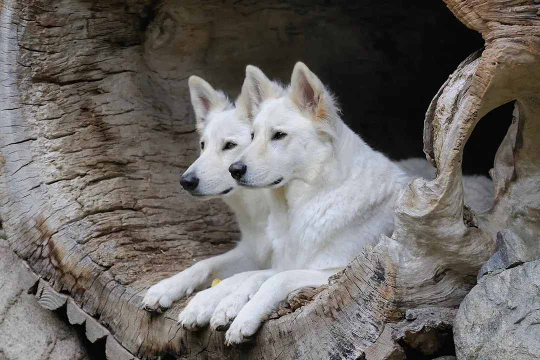 White German Shepherd Scientific Classification, Color Status