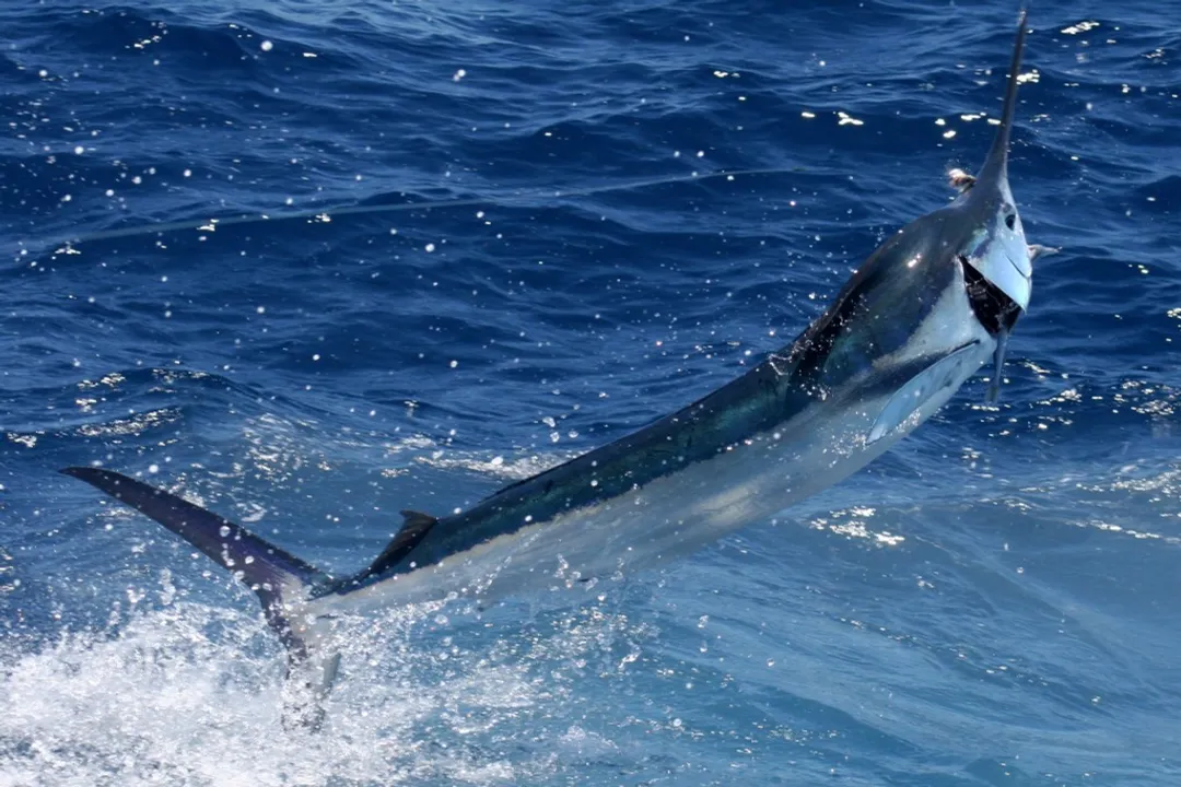 White Marlin Diet, Hunting Tactics