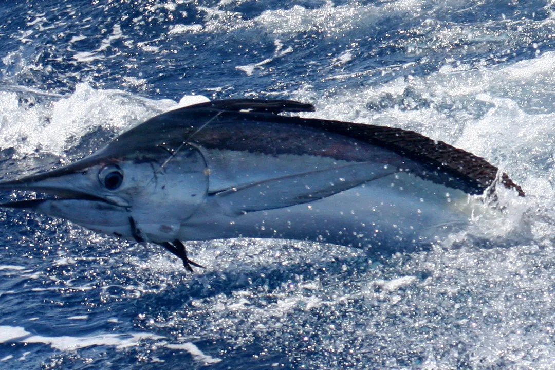 White Marlin Diet, Angler Application