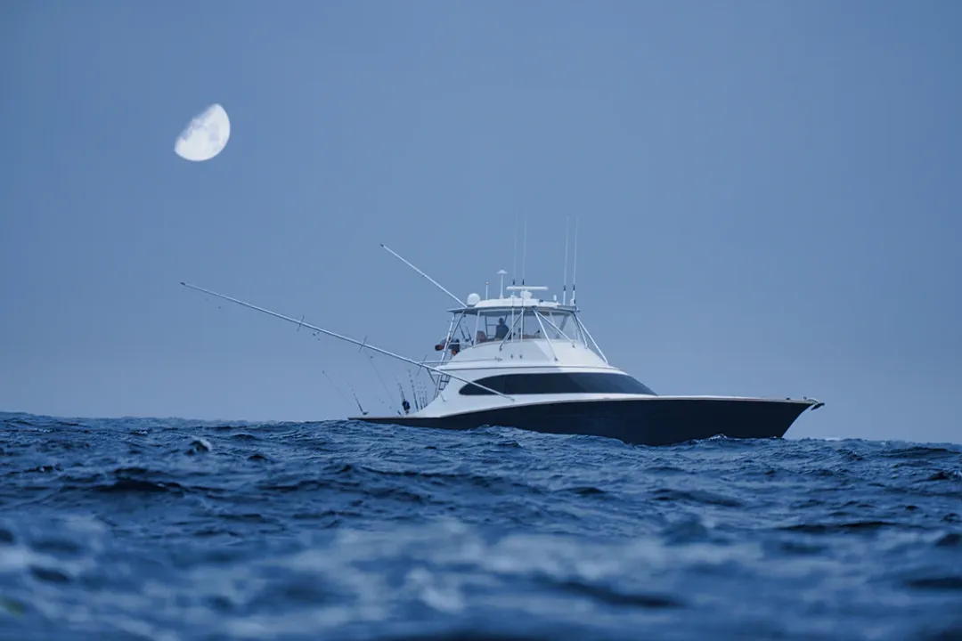 White Marlin Facts, Appearance Details
