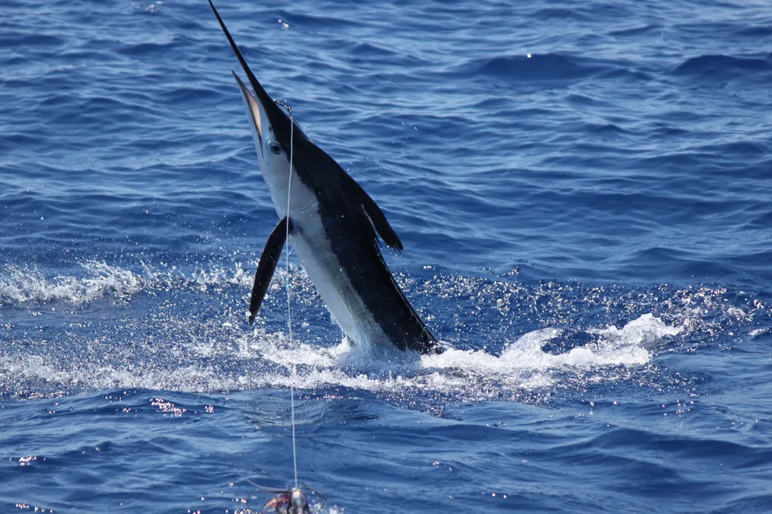 White Marlin Locations, Atlantic Hotspots