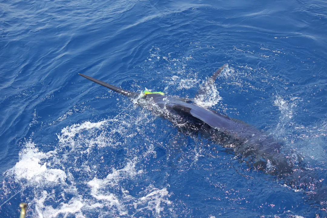 White Marlin Locations, Distinguishing Locations: White vs. Blue