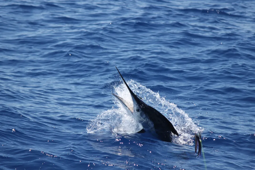 White Marlin Locations, Habitat Details