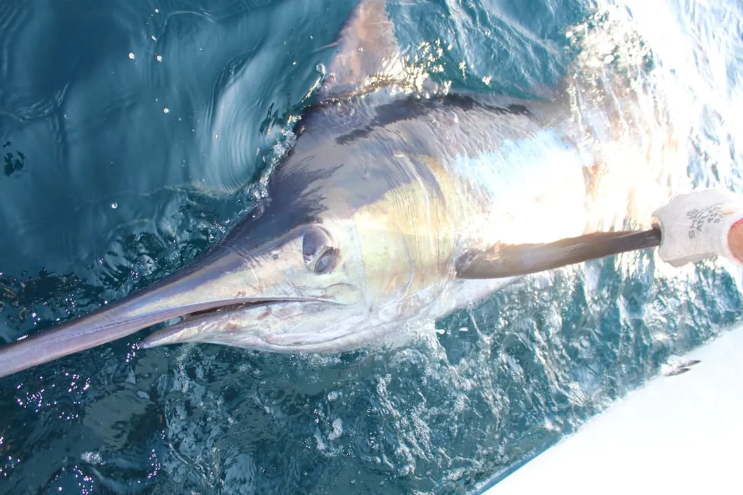 White Marlin Physical Characteristics, Body Shape