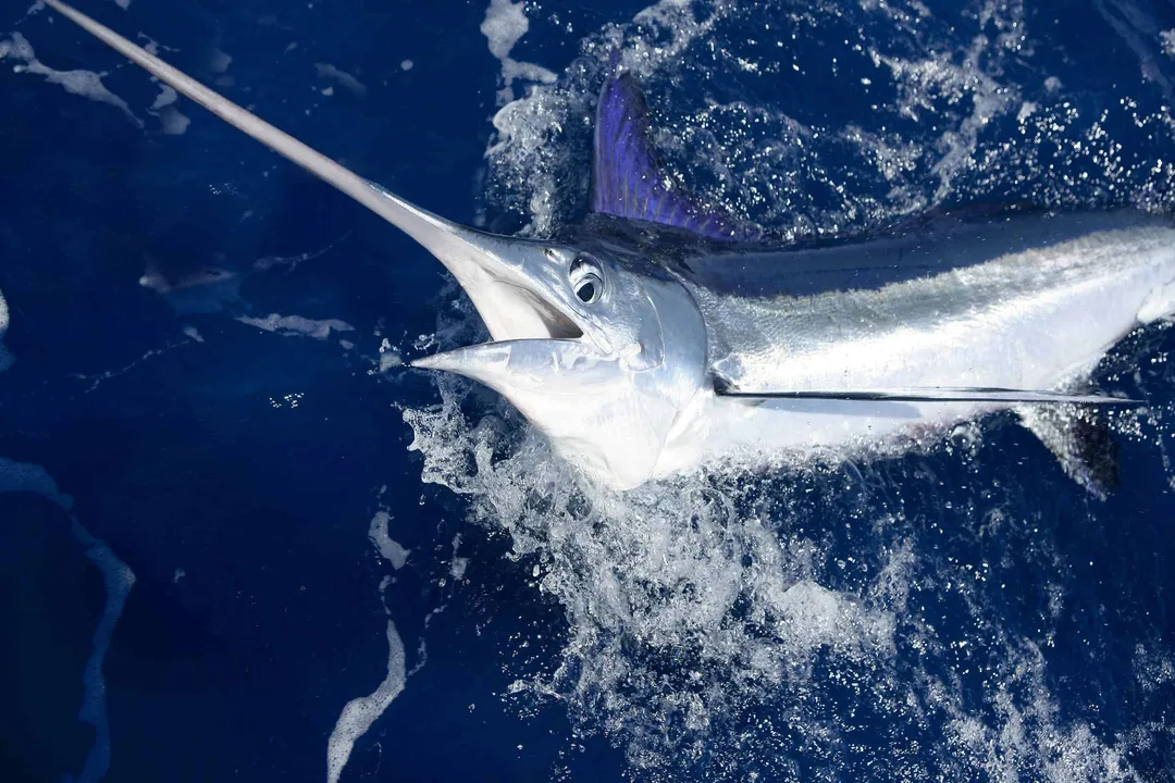 White Marlin Scientific Classification