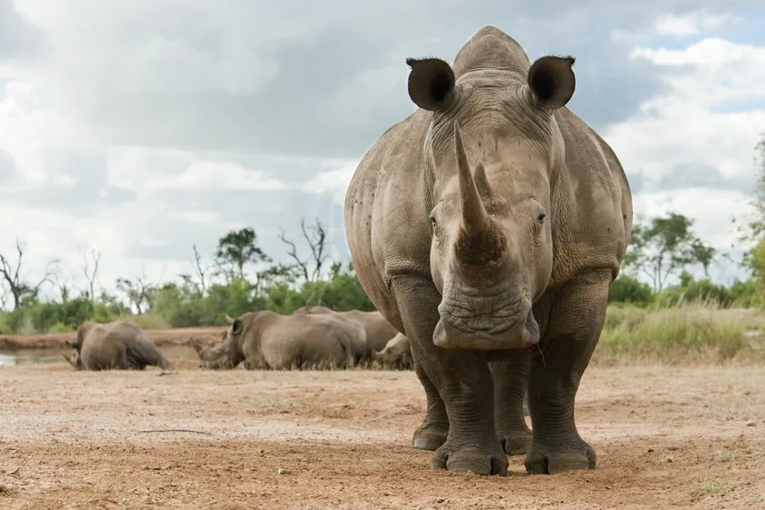 White Rhinoceros Facts, Two Kinds