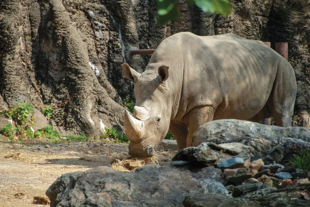 White Rhinoceros Facts
