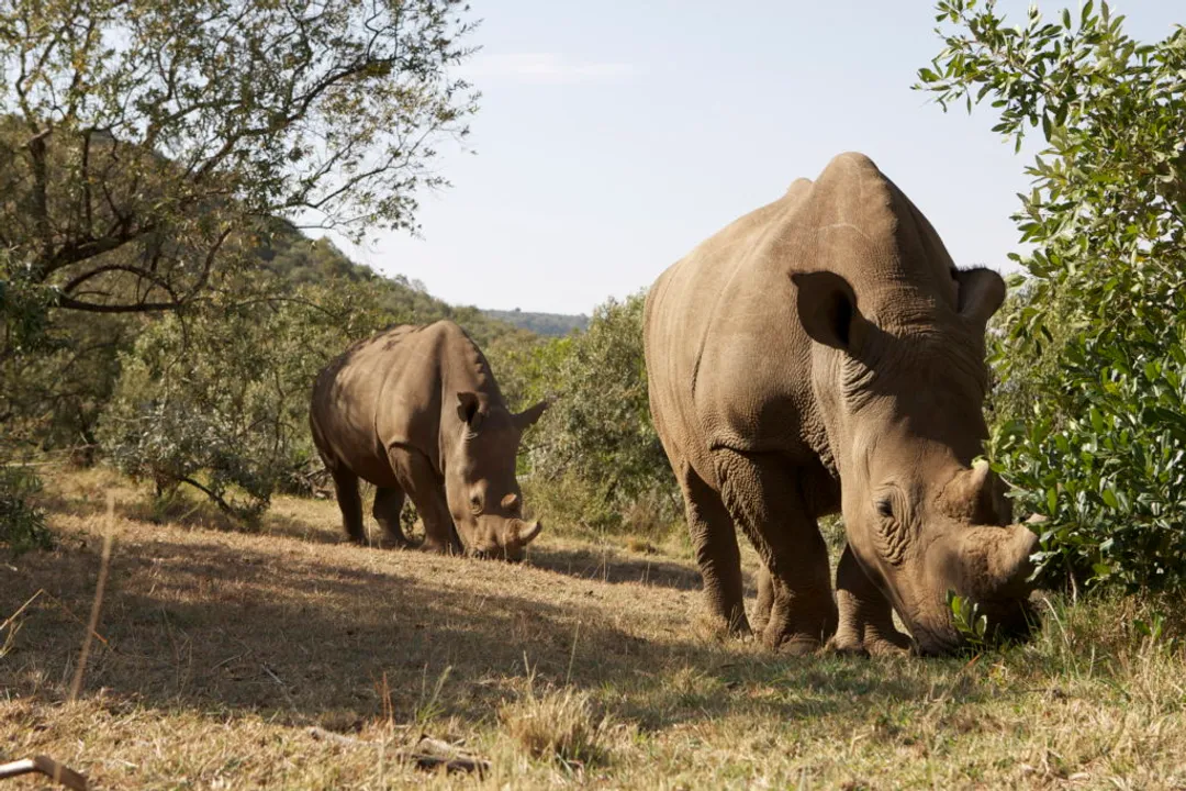 White Rhinoceros Facts, Grazing Mouth