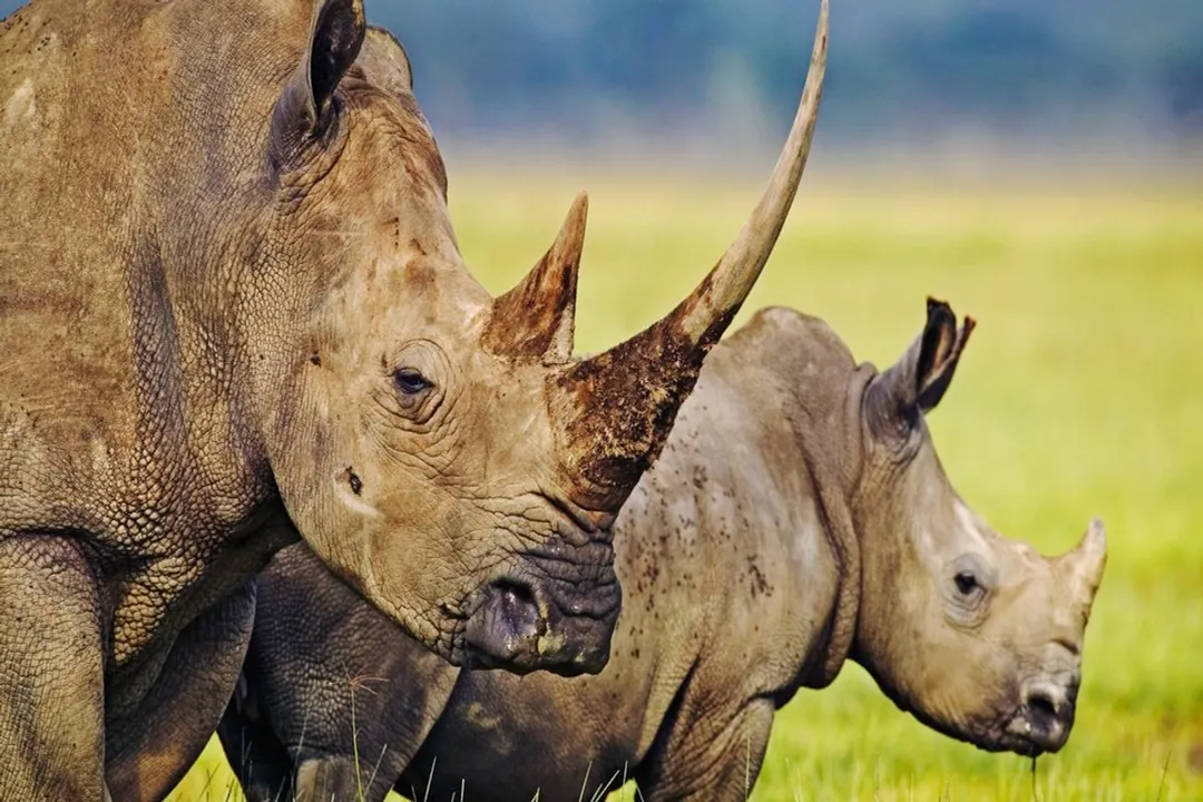 White Rhinoceros Locations, Protection Zones
