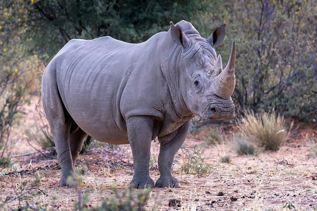 White Rhinoceros Locations, Viewing Locations