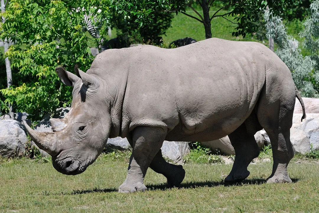 White Rhinoceros Physical Characteristics, Skin Covering