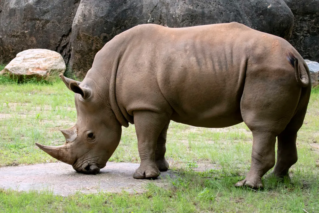 White Rhinoceros Physical Characteristics, Horn Structure