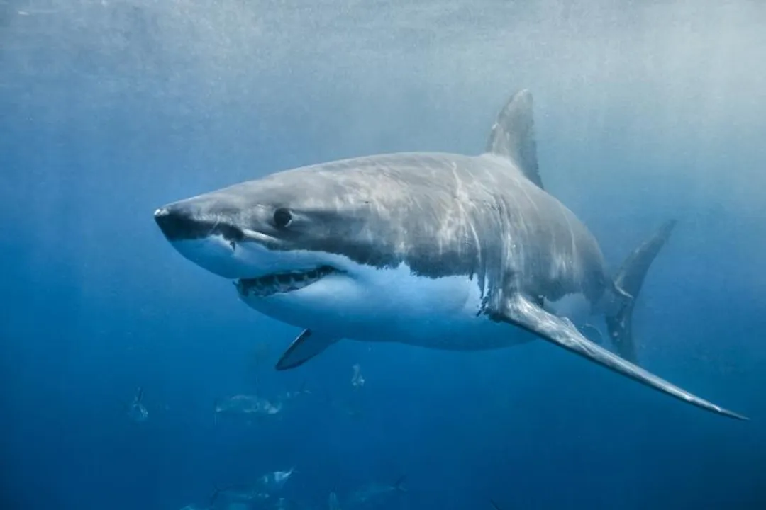 White Shark Diet
