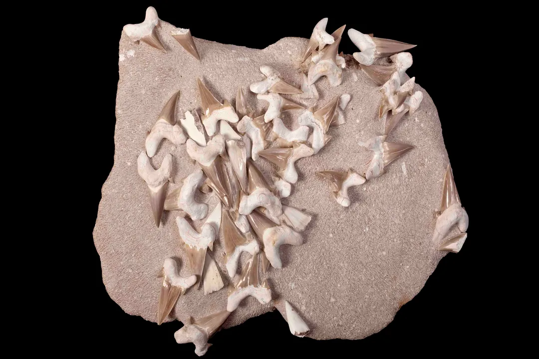 White Shark Evolution, Lineage Divergence