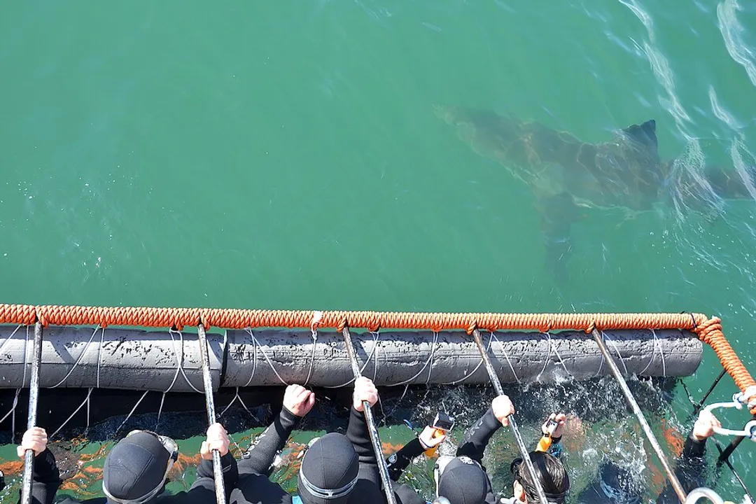 White Shark Evolution, Ancient Context