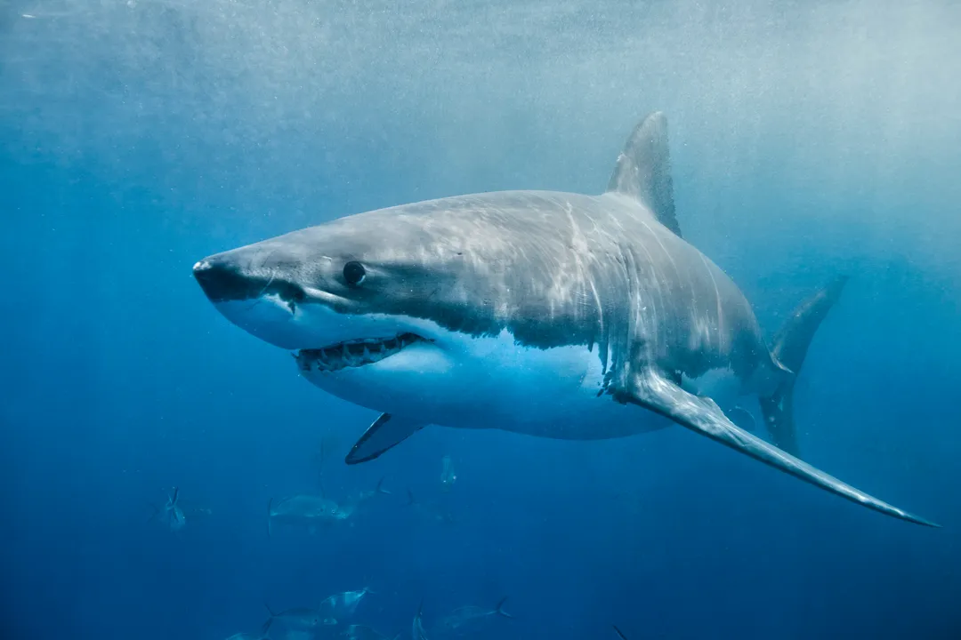 White Shark Facts, Senses Felt