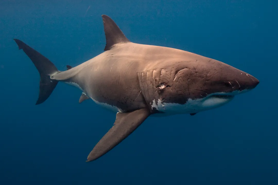 White Shark Scientific Classification, Kingdom Animalia