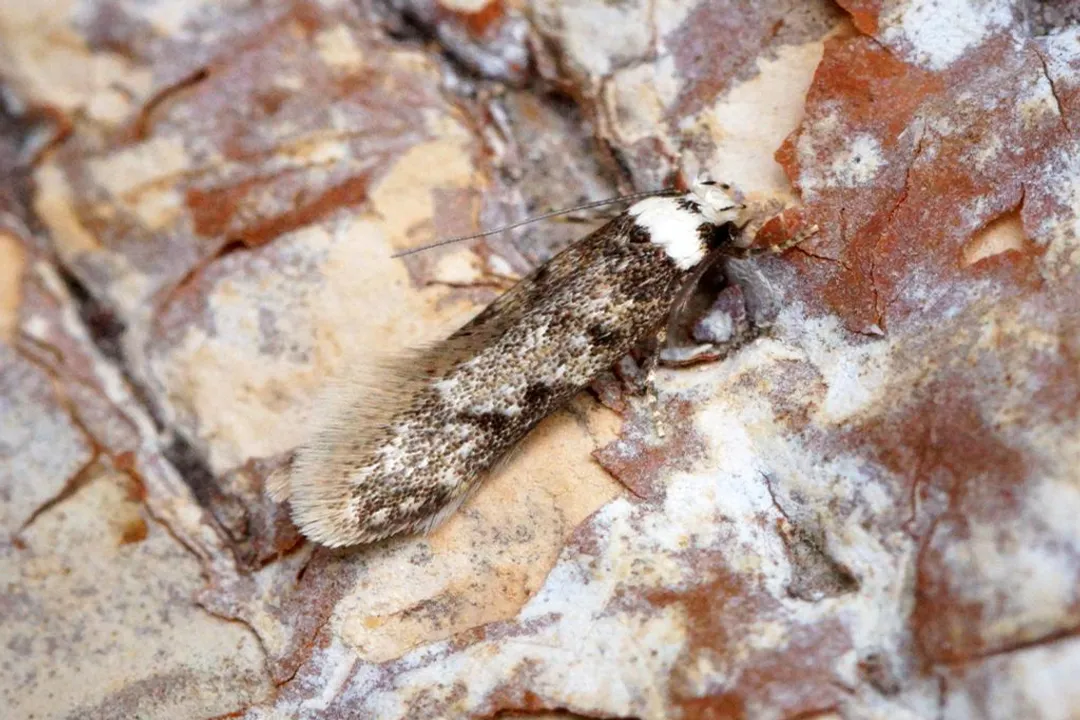 White-shouldered House Moth Diet, Larval Sustenance