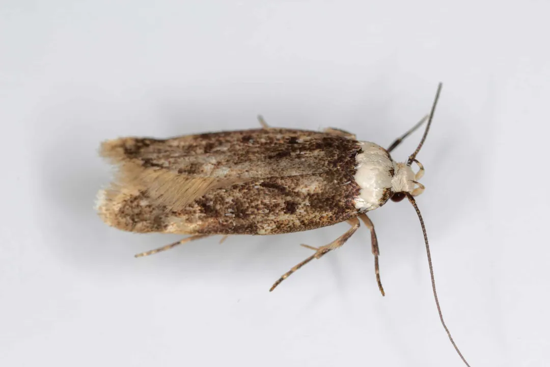 What is the documented sustenance for the adult stage of the White-shouldered House Moth?