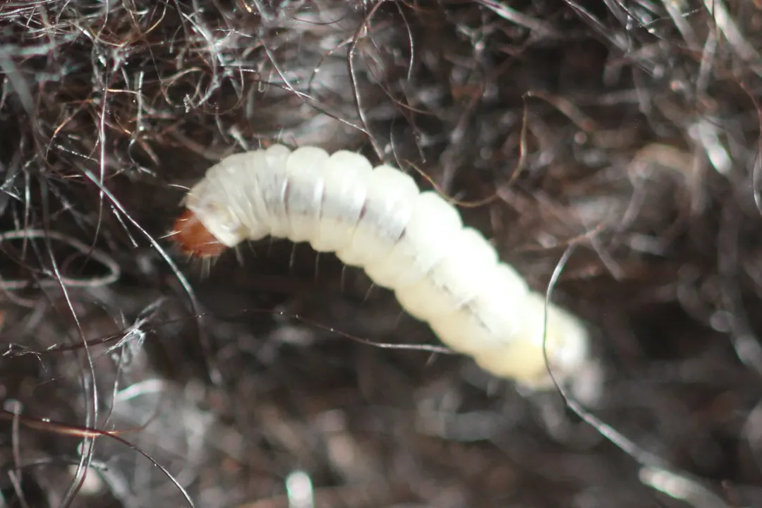 White-shouldered House Moth Evolution, Species Identity