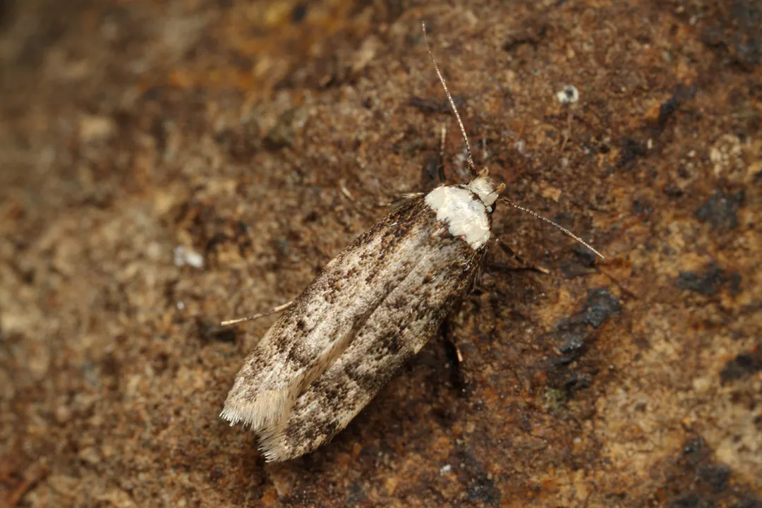 White-shouldered House Moth Evolution