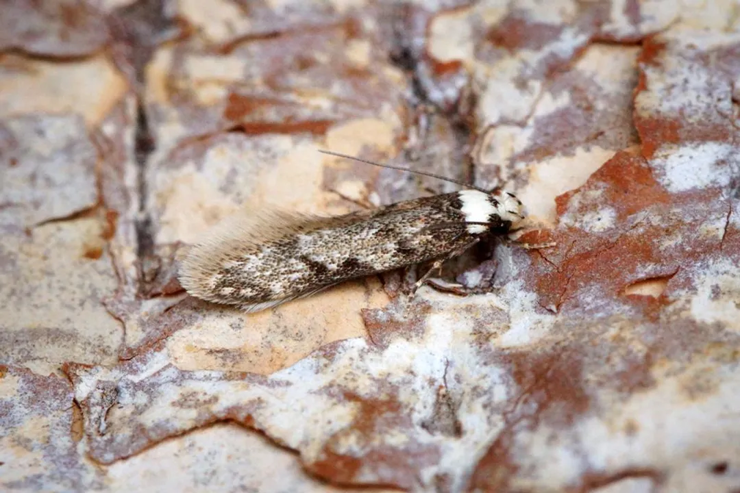 White-shouldered House Moth Locations, Global Range