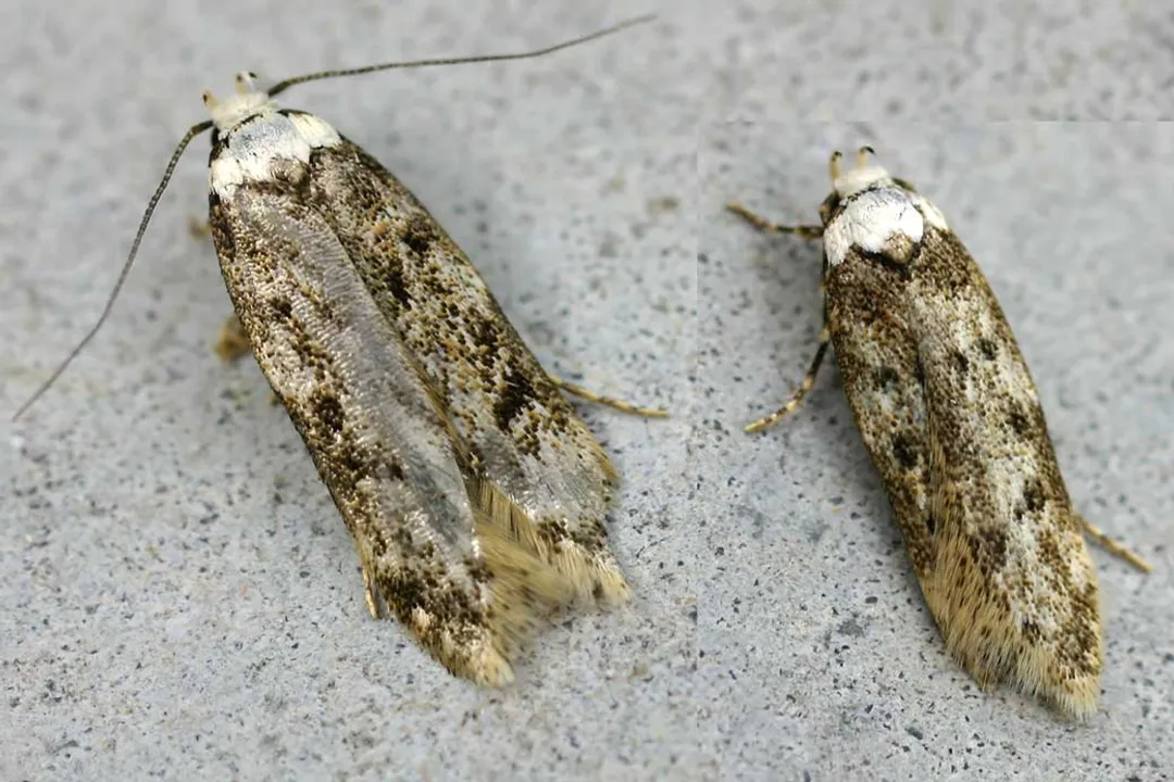 White-shouldered House Moth Physical Characteristics, Wing Detail