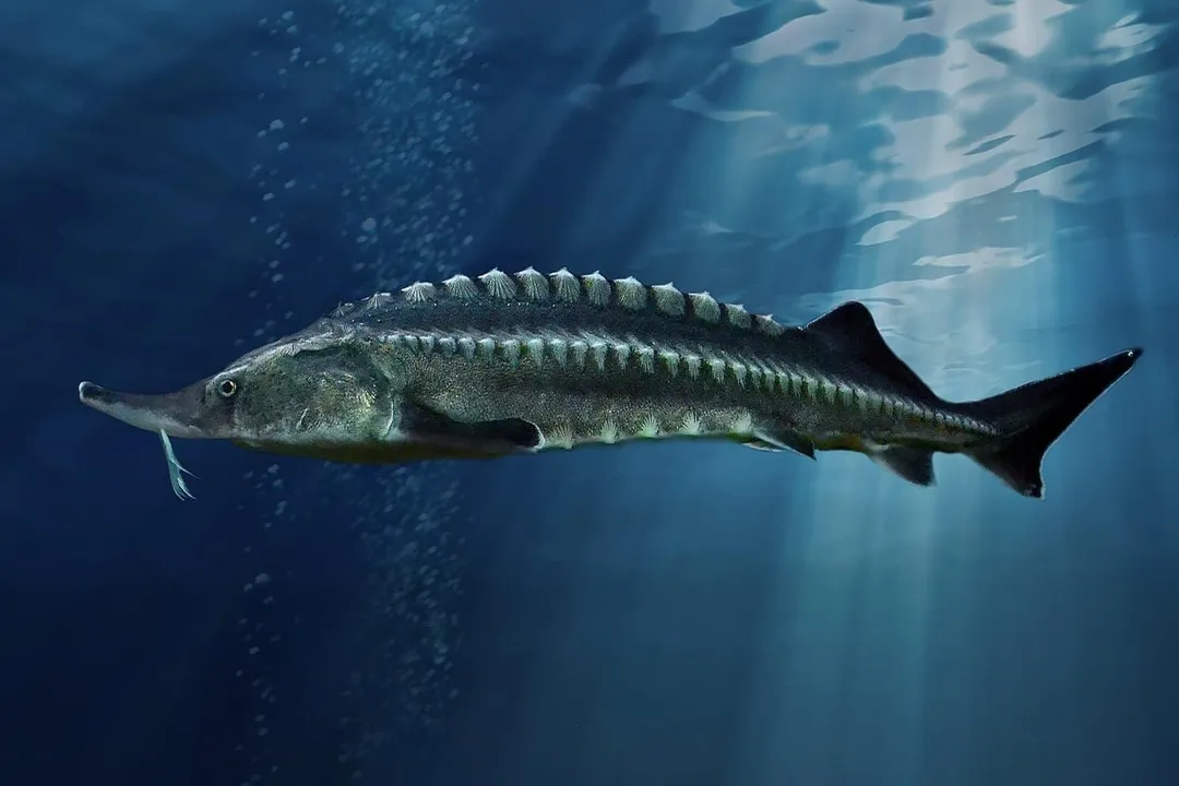 White Sturgeon Diet