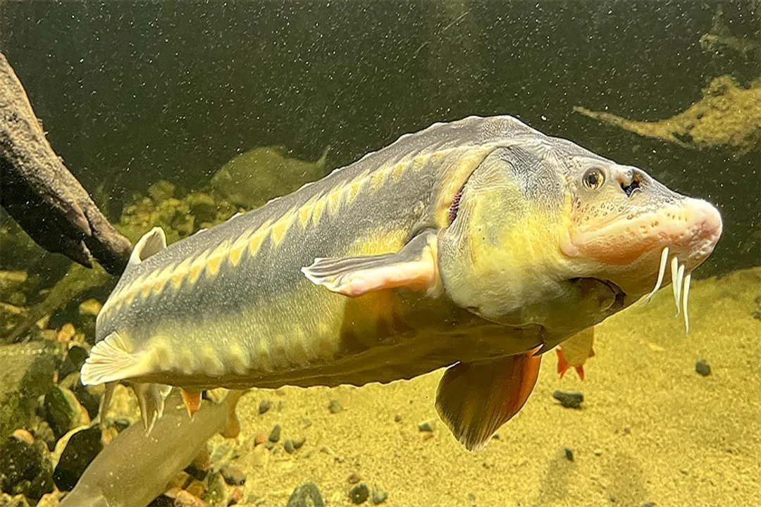 White Sturgeon Diet, Prey Diversity