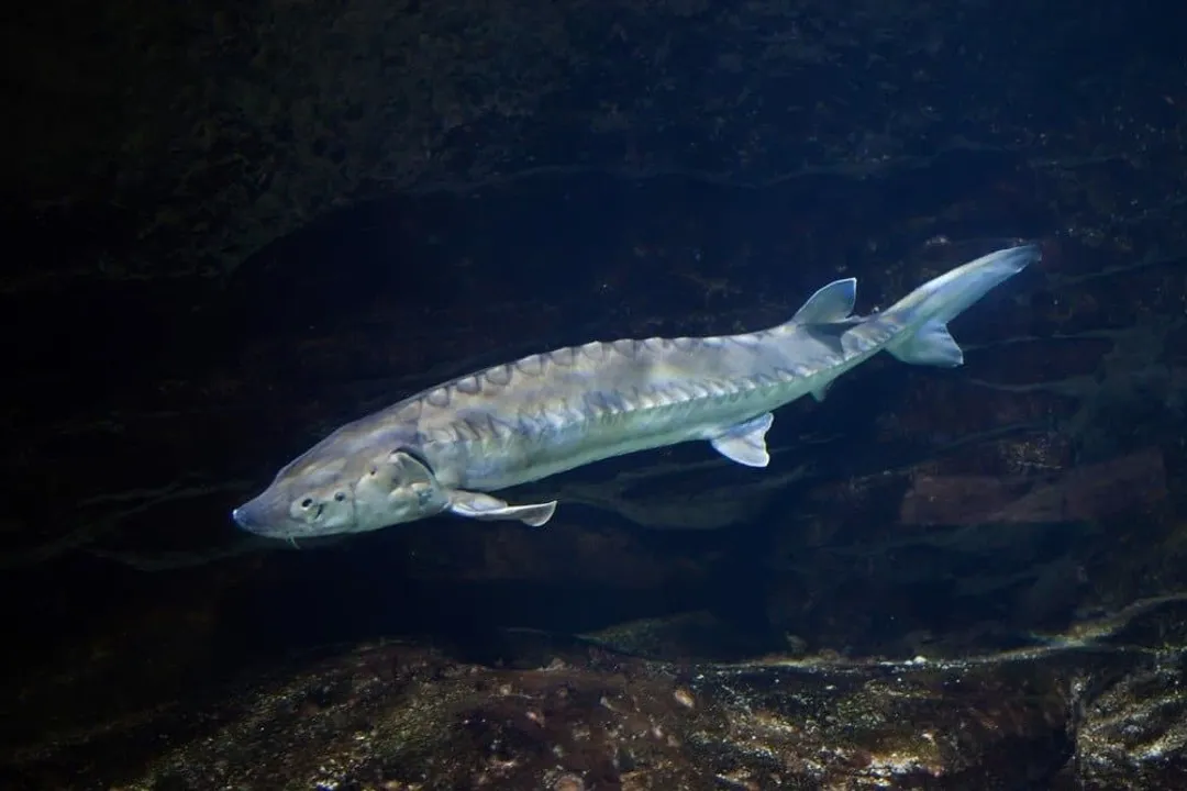 White Sturgeon Diet, Early Feeding