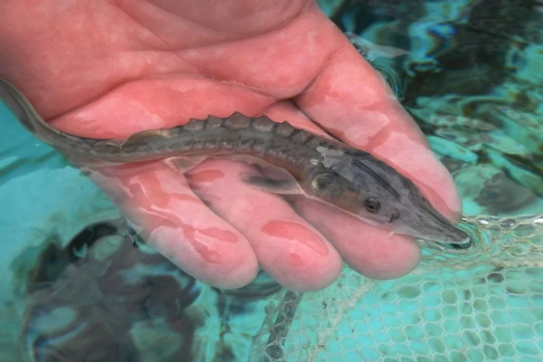 White Sturgeon Evolution, Basal Morphology