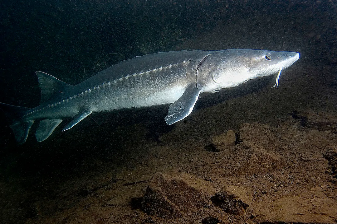 White Sturgeon Evolution, Ancient Lineage