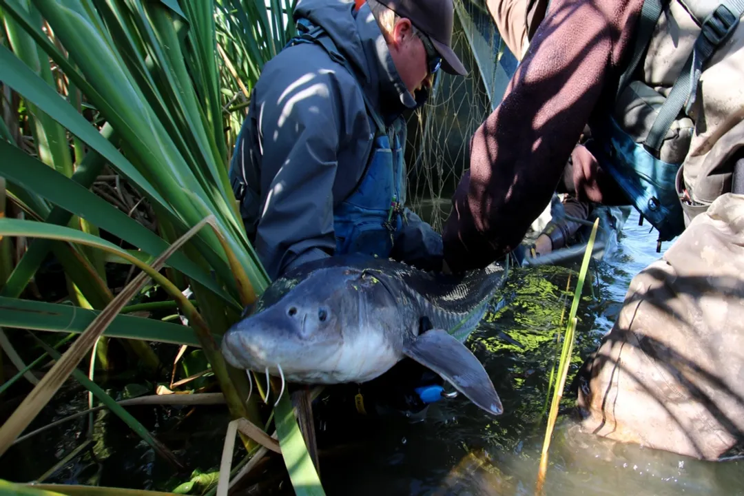 White Sturgeon Scientific Classification