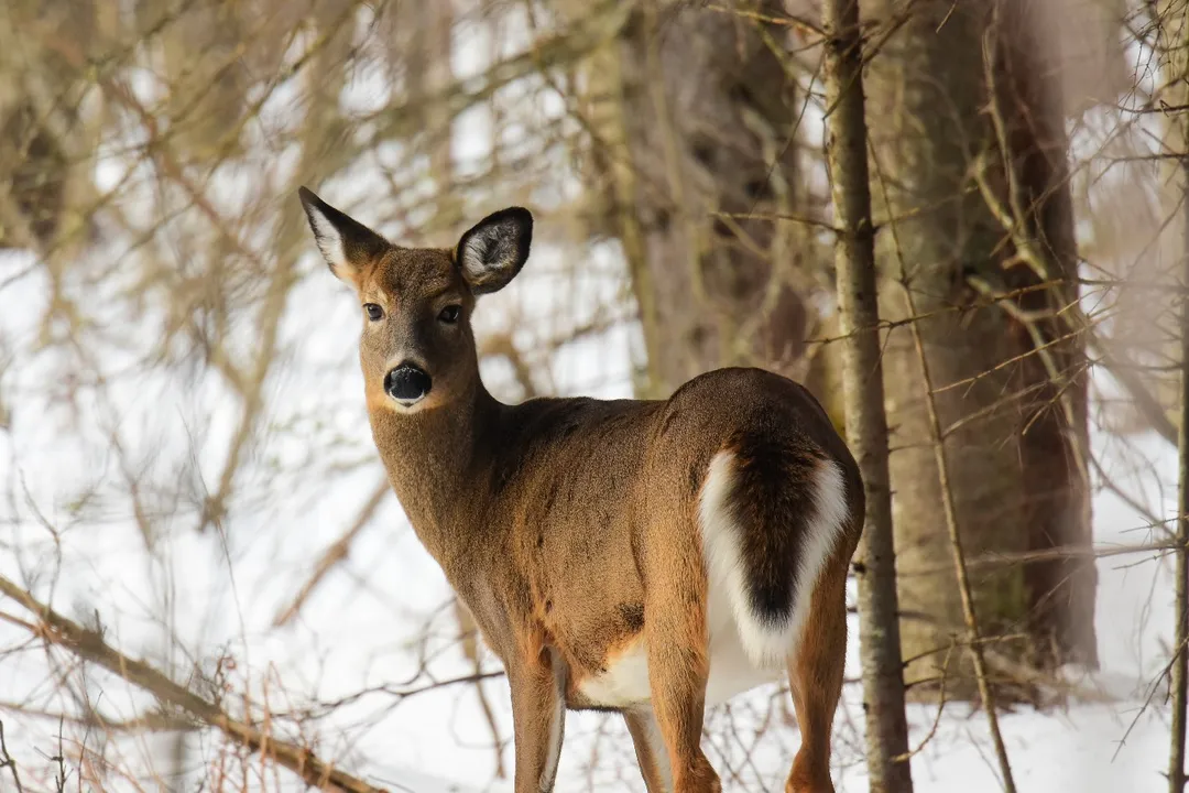 White-tail deer Locations, Geographic Spread
