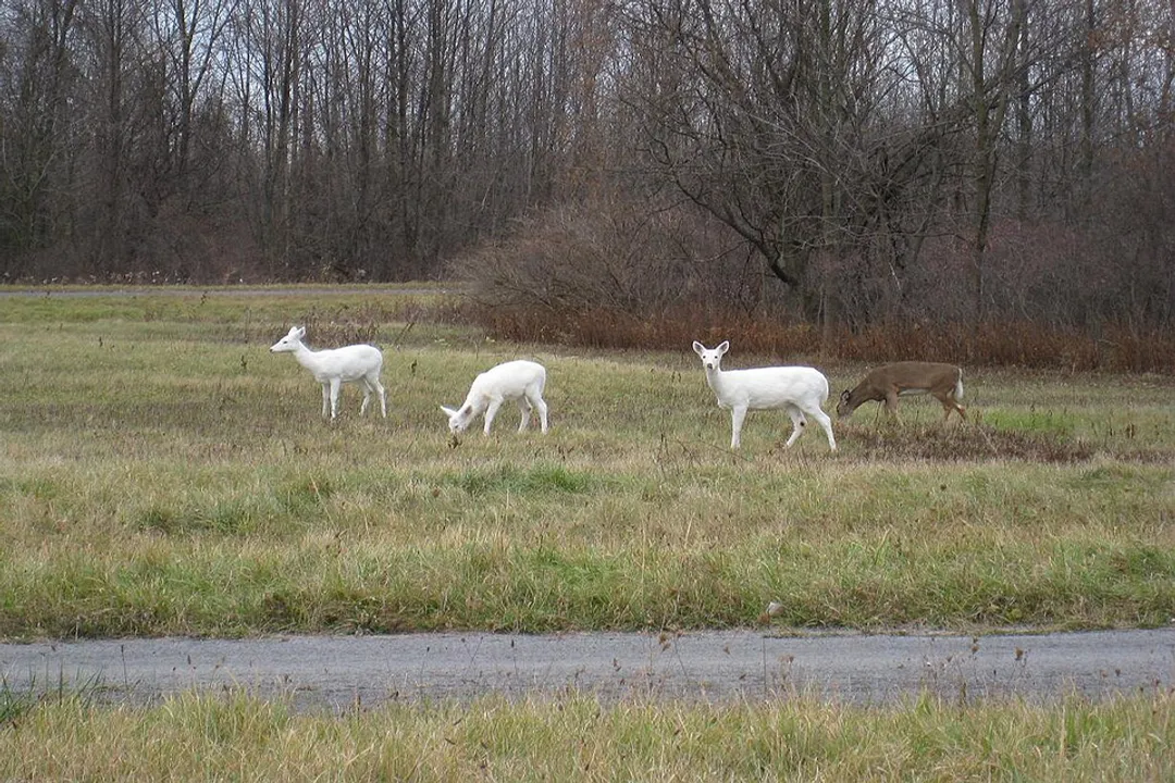 White-tail deer Locations, Seasonal Movements