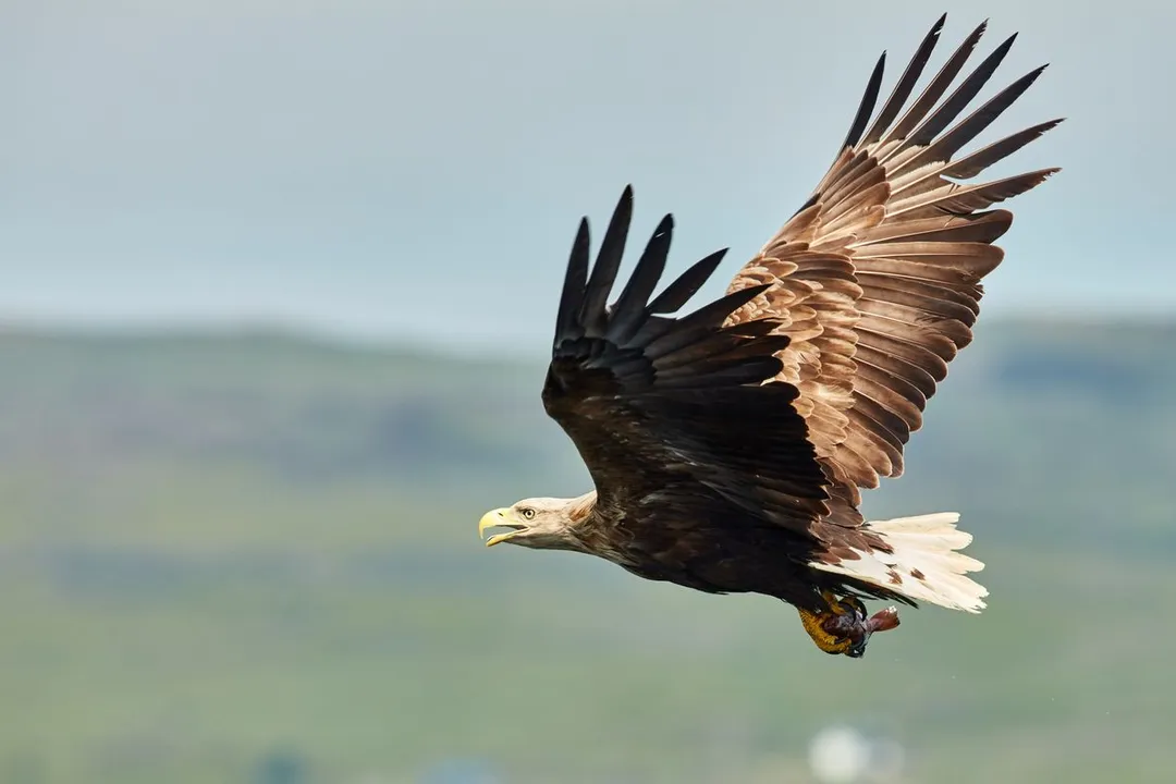 White-Tailed Eagle Diet