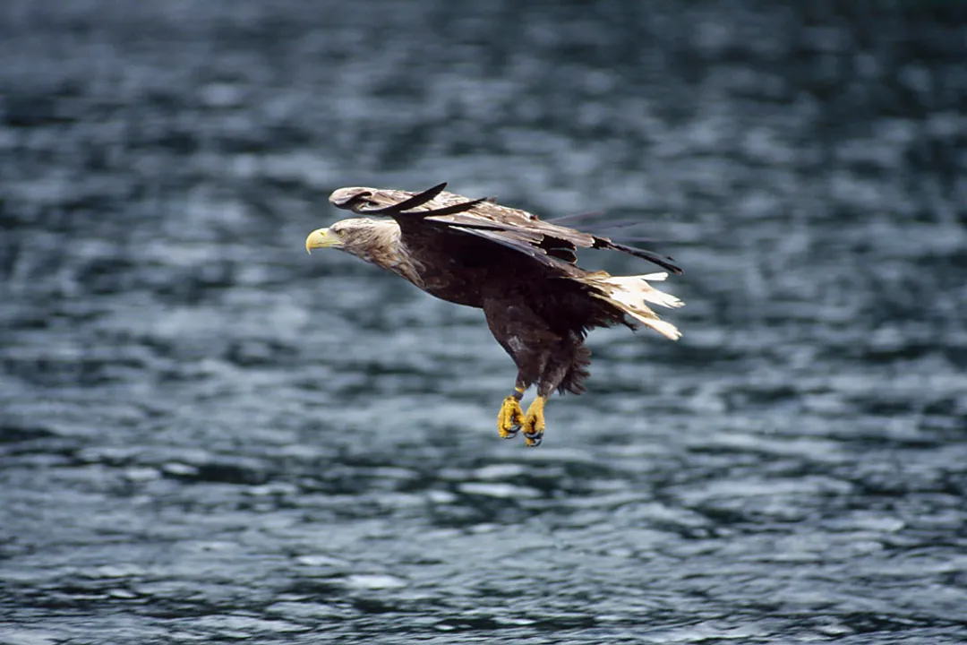 What is the typical weight range for a fully grown White-Tailed Eagle?
