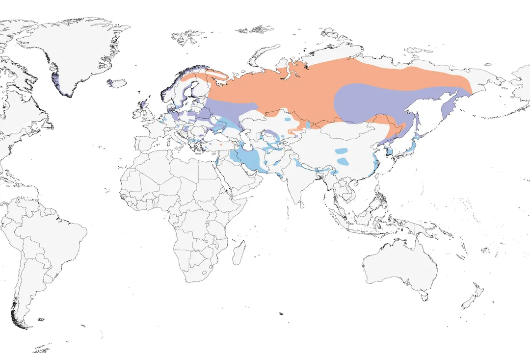 White-Tailed Eagle Locations, Eurasian Distribution