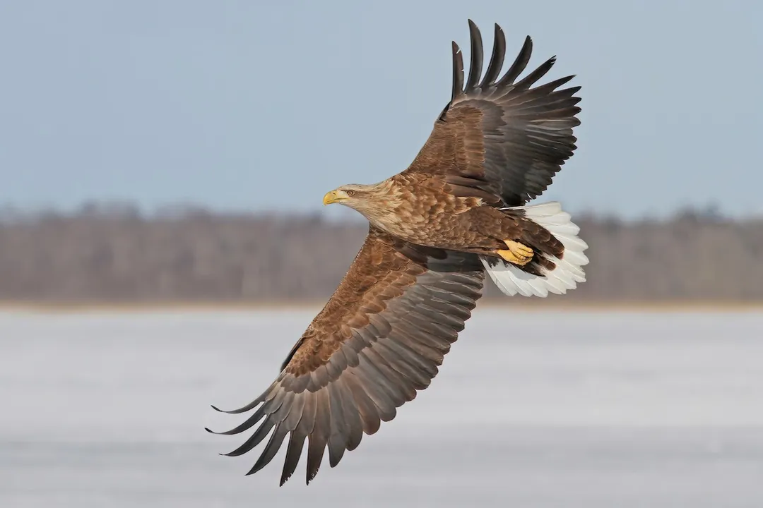 White-Tailed Eagle Locations, United Kingdom Recovery